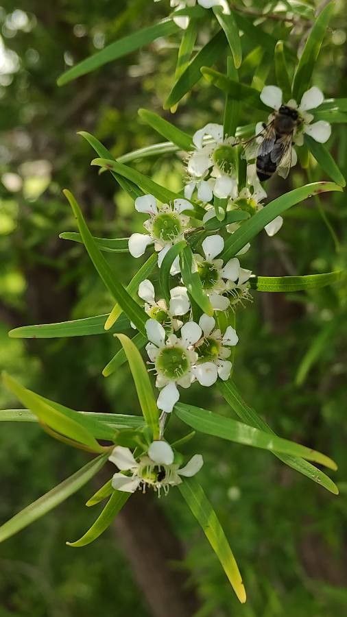 Leptospermum continentale flower