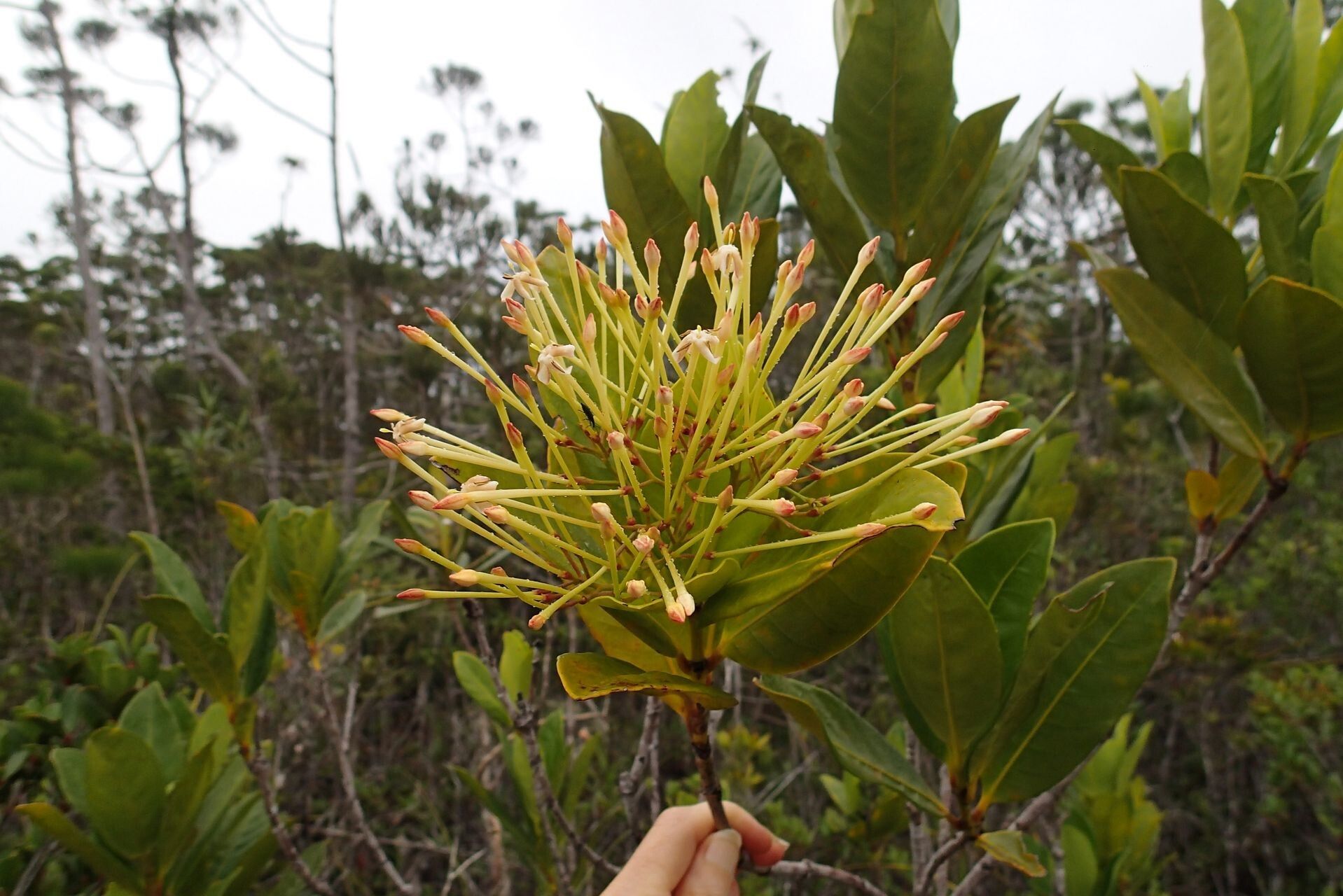 Ixora francii — houseplant care guide