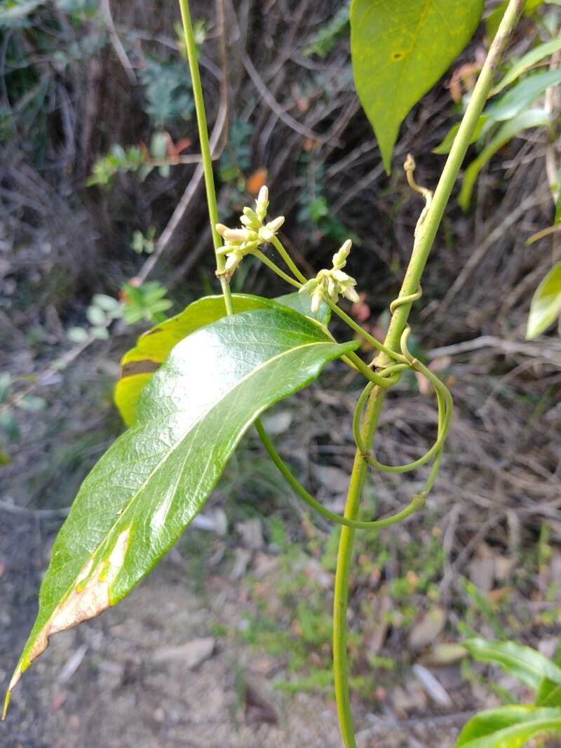 Parsonsia straminea habit