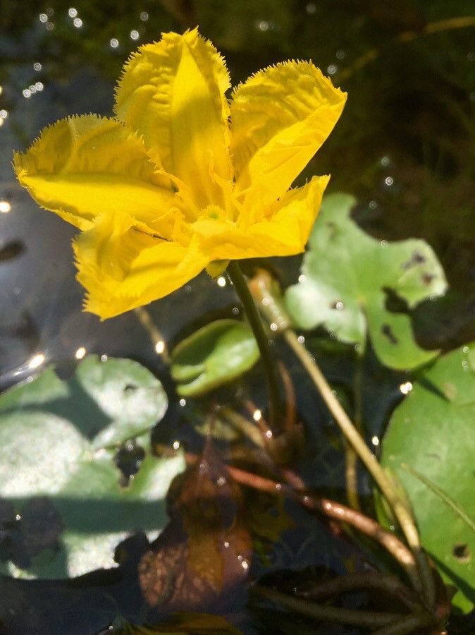 Nymphoides peltata flower