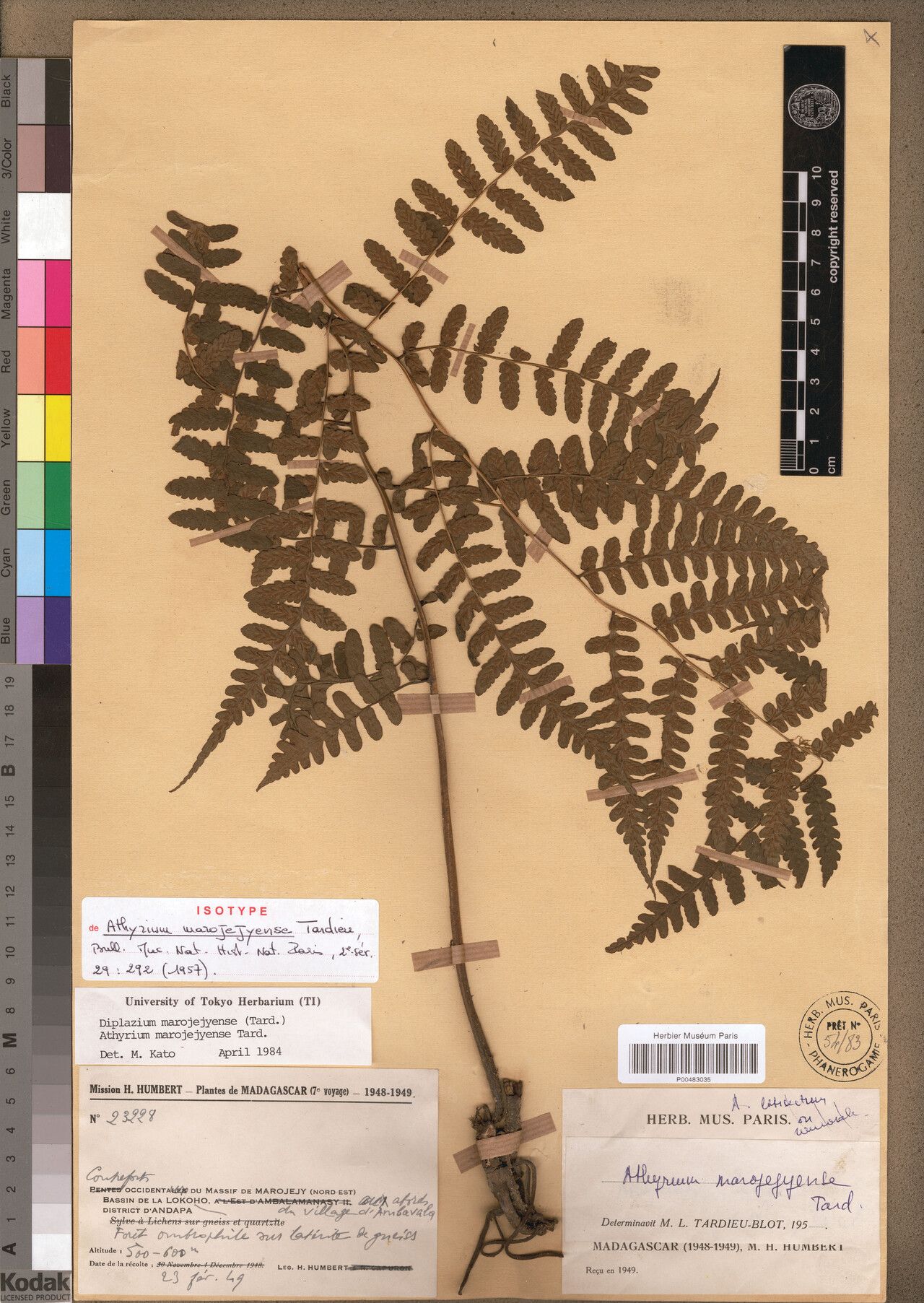 Diplazium marojejyense — houseplant care guide