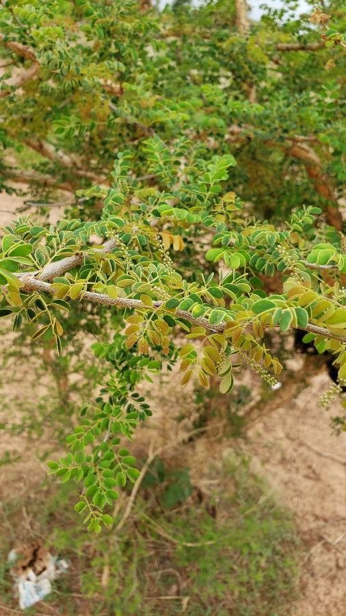 Senegalia gourmaensis flower