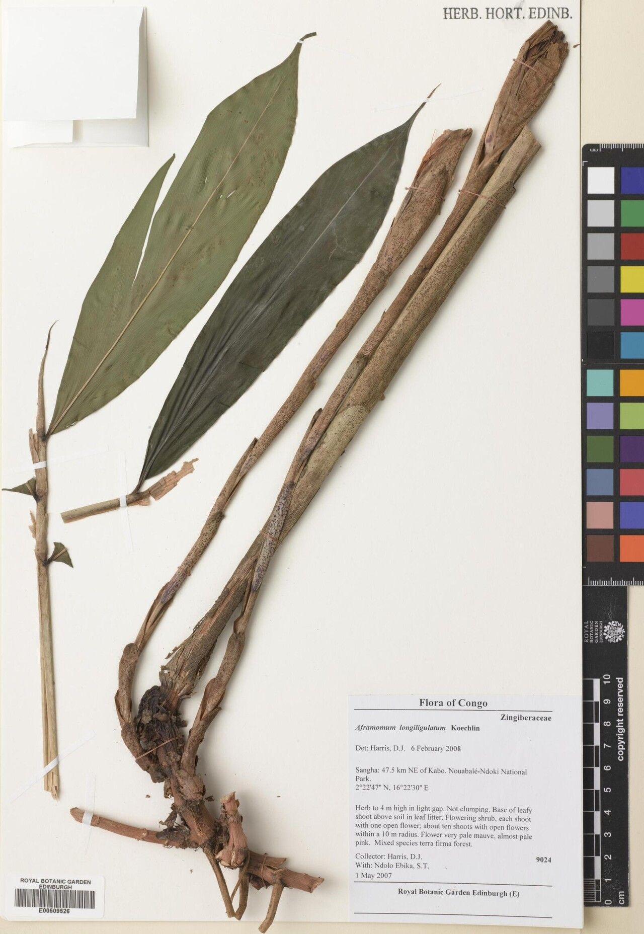 Aframomum longiligulatum — houseplant care guide