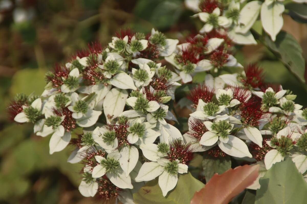 Combretum racemosum flower