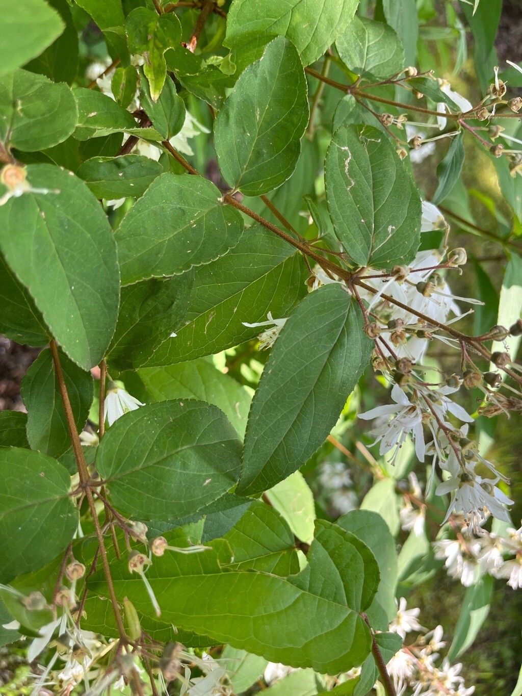 Deutzia corymbosa — related species from the same genus