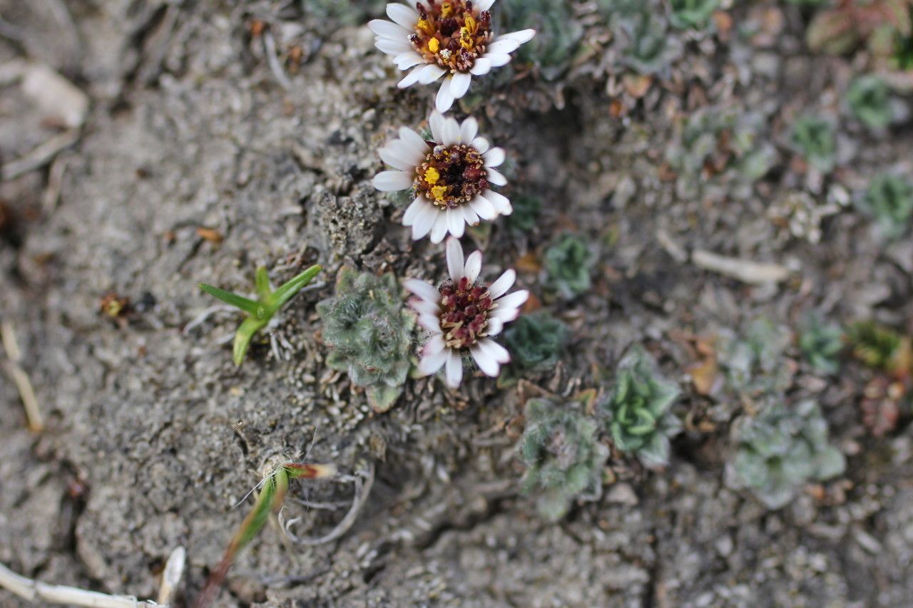 Erigeron rosulatus habit