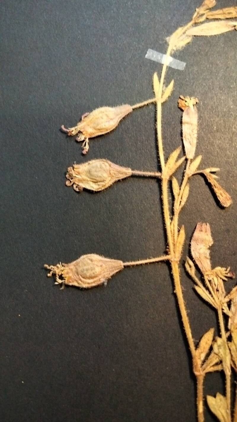 Silene odontopetala fruit