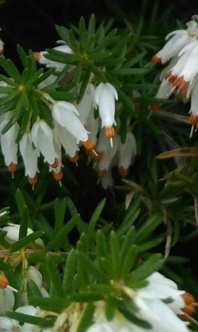 Erica herbacea leaf