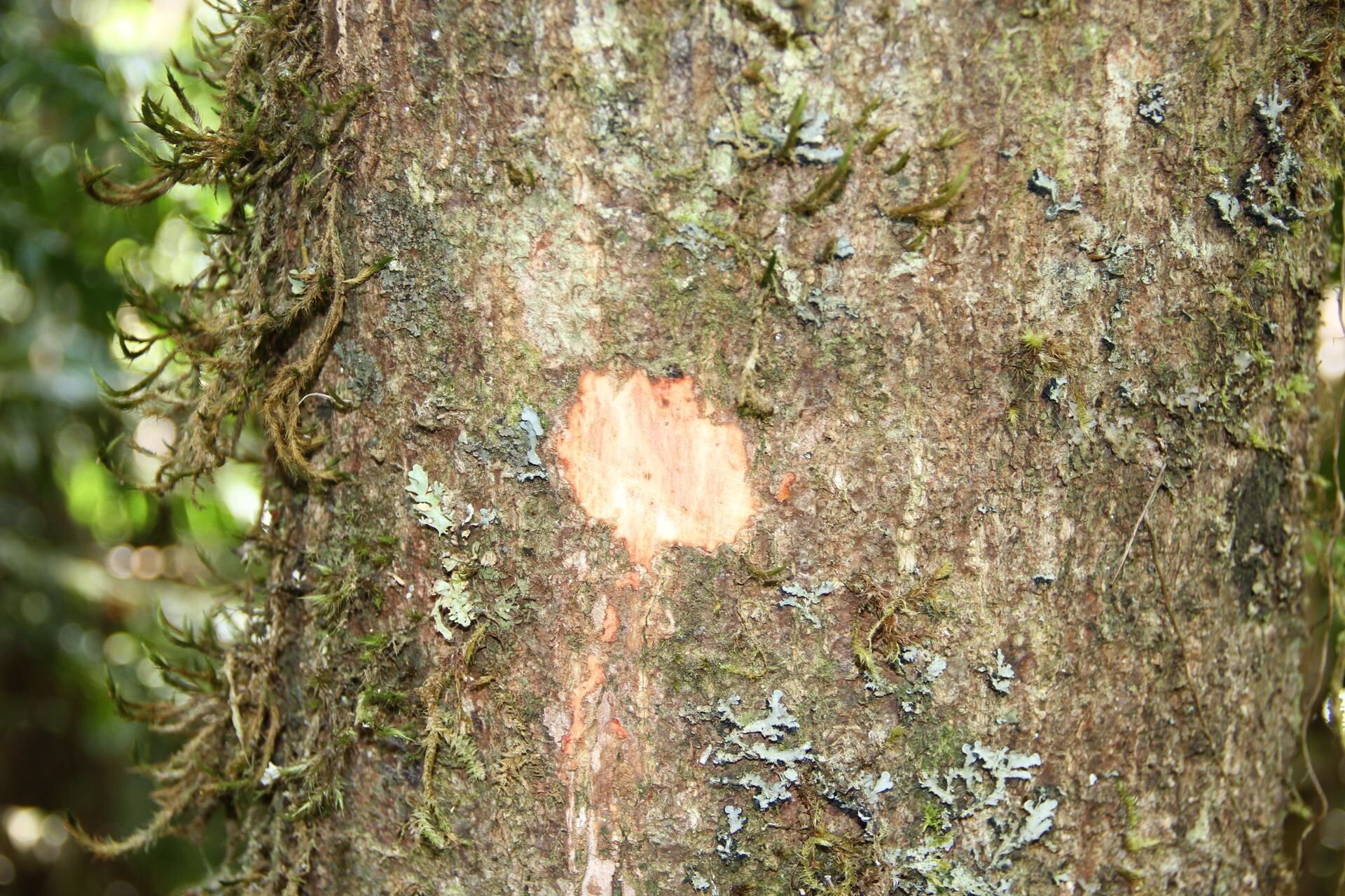 Pycnandra benthamii bark