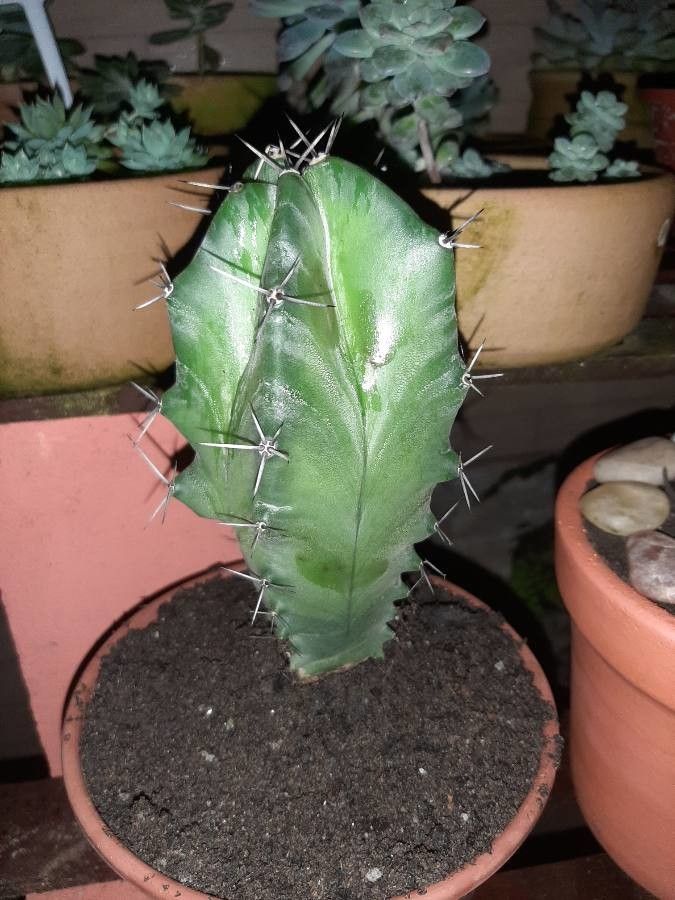 Polaskia chichipe habit