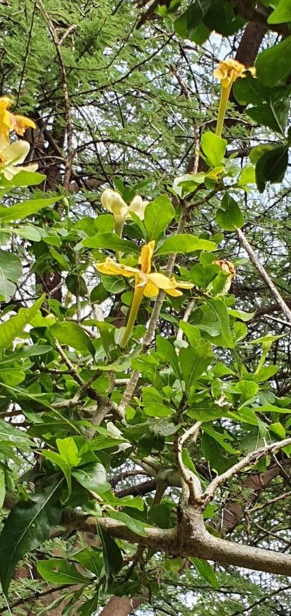 Gardenia ternifolia flower