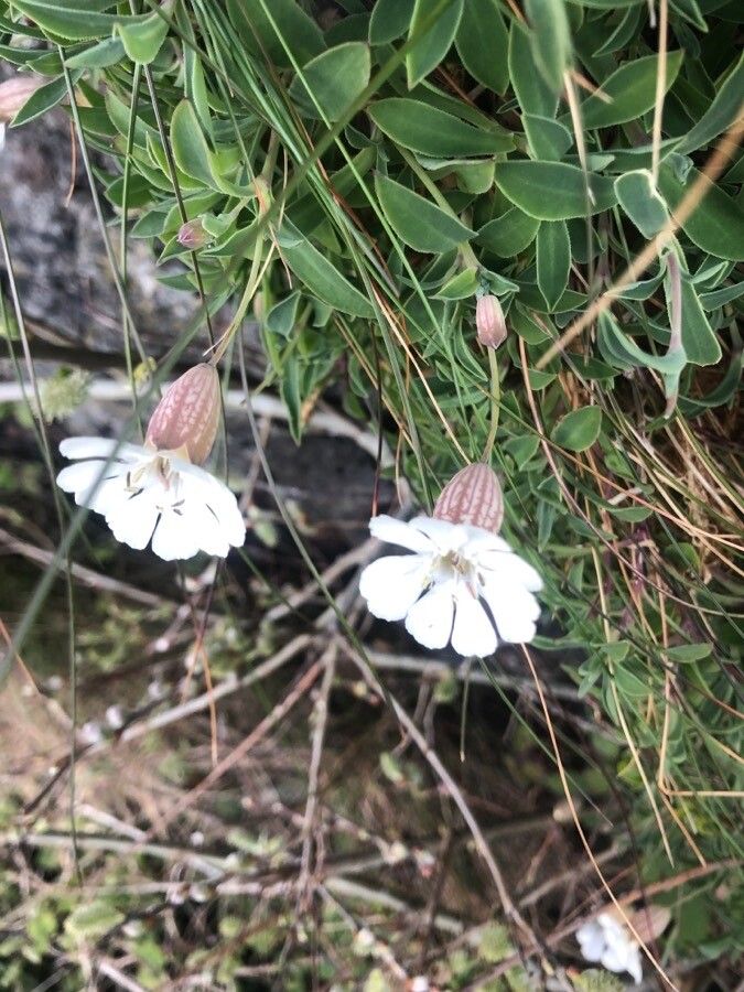 Silene uniflora flower