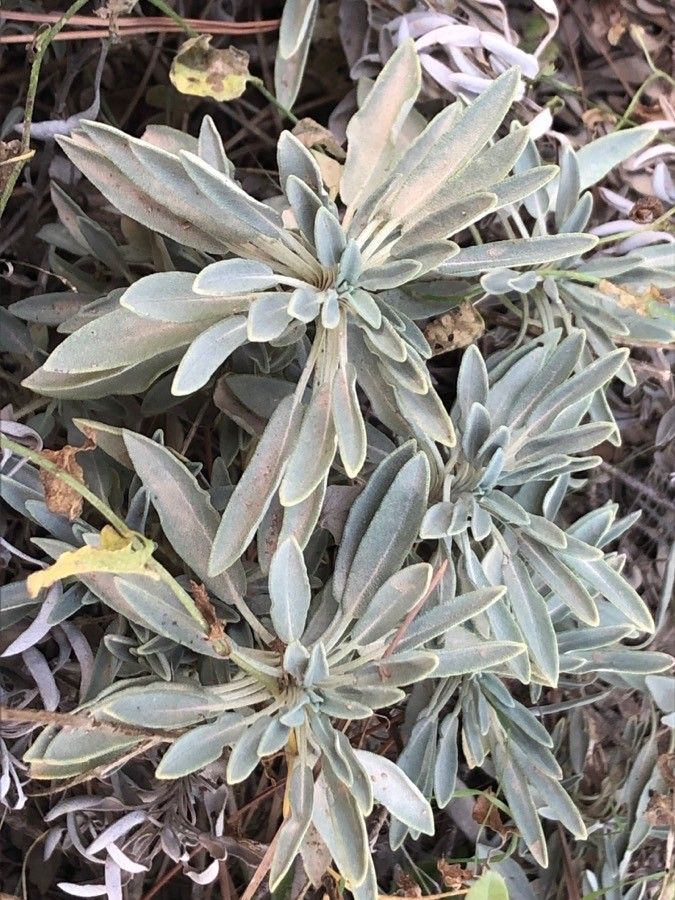 Salvia apiana — search result for 'Salvia'