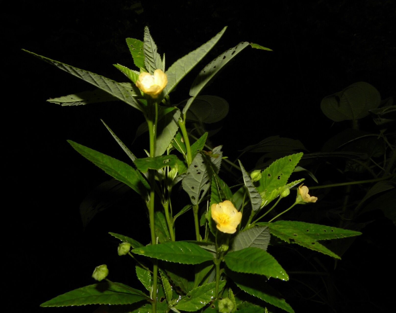 Sida haenkeana habit