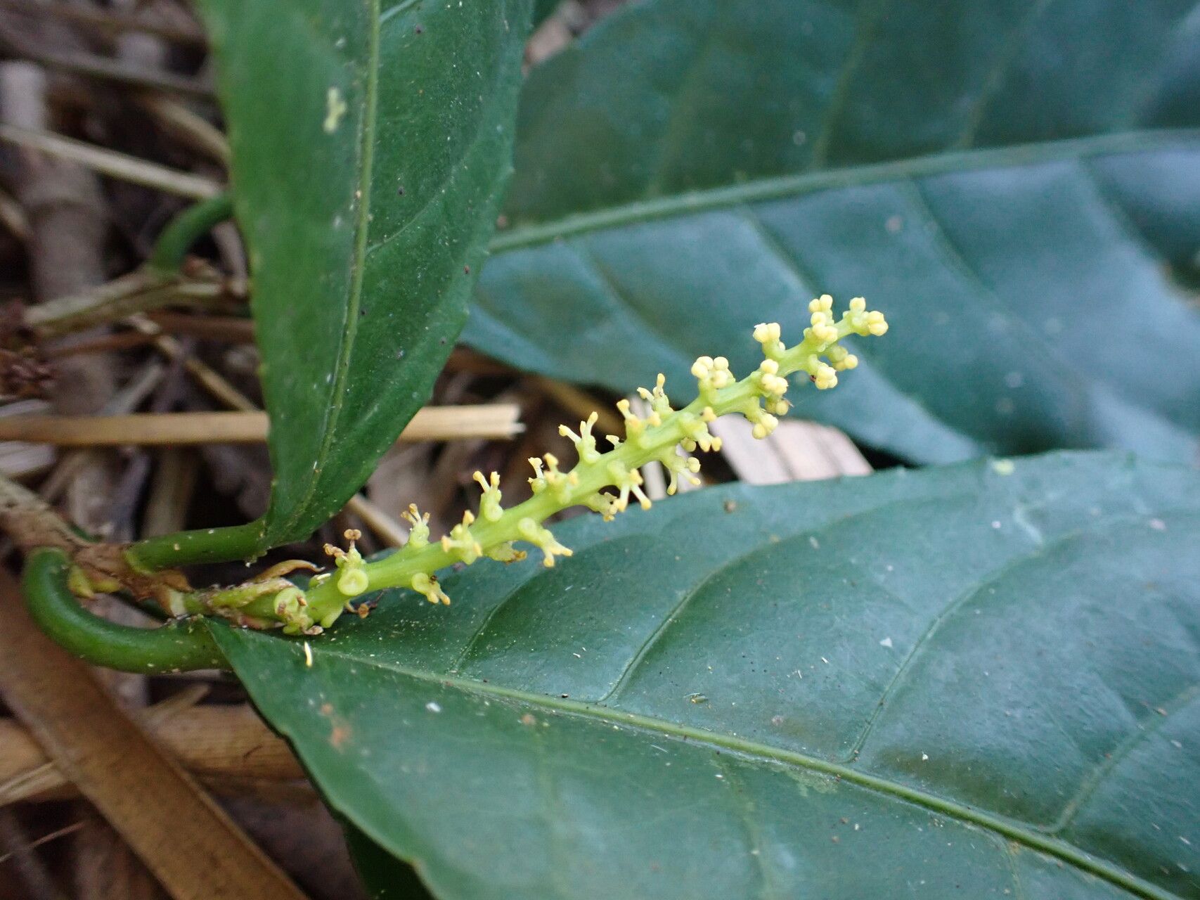 Excoecaria guineensis flower