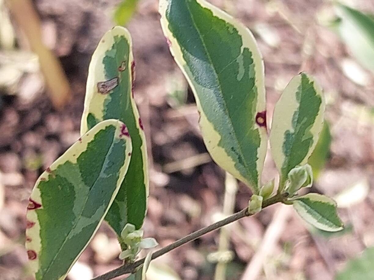 Ligustrum ibota leaf