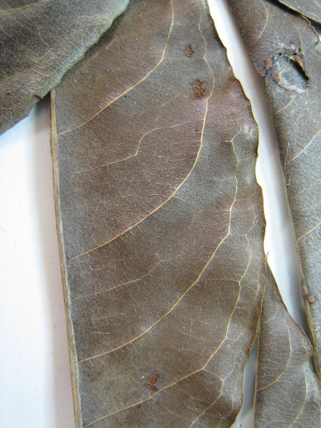 Lecythis chartacea other