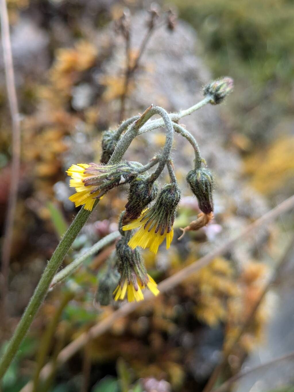 Hieracium abscissum — related species from the same genus