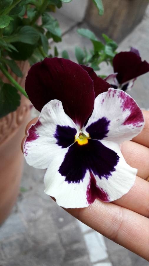 Viola cuneata — search result for 'Viola'