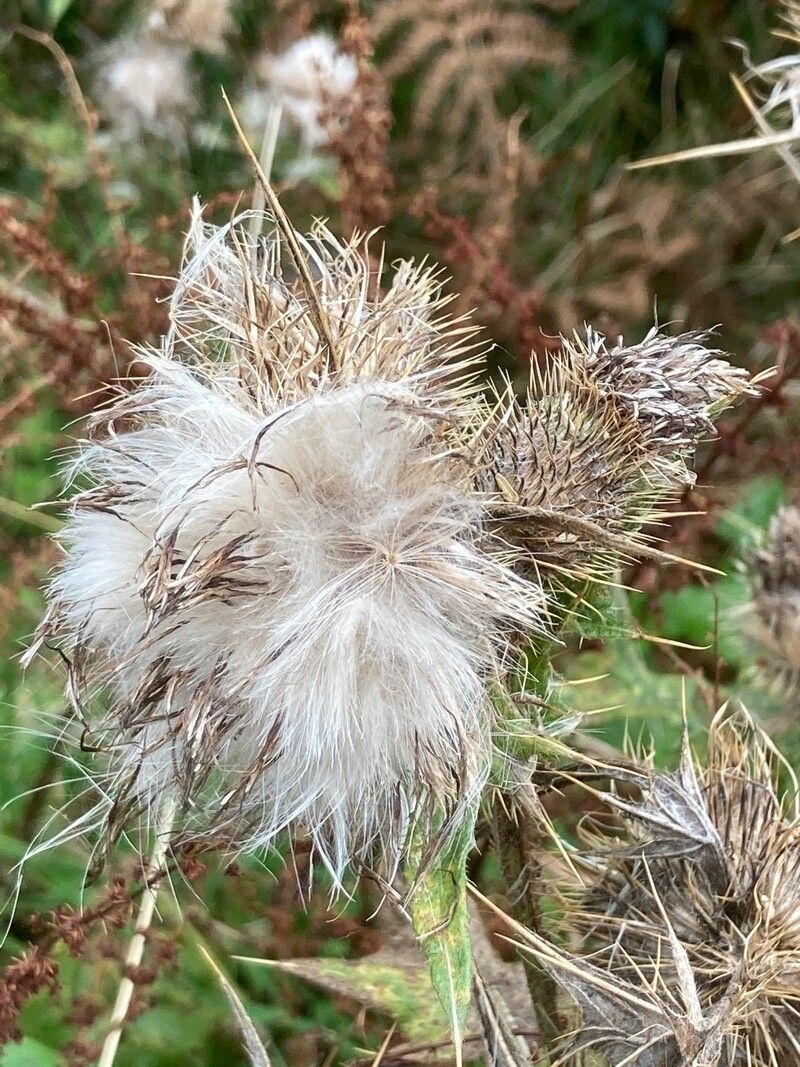 Cirsium brevistylum flower