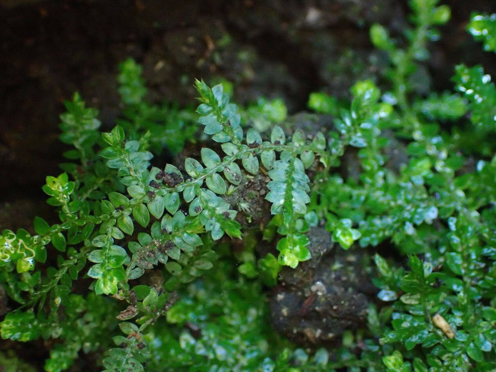 Selaginella rotundifolia leaf