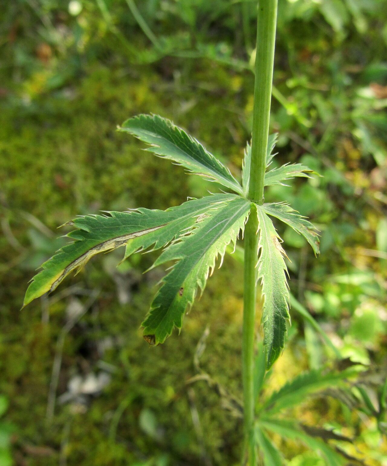 Eryngium palmatum — search result for 'Eryngium'