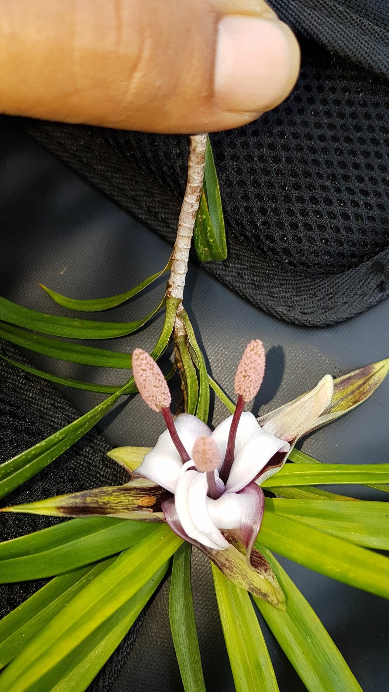 Freycinetia schlechteri — houseplant care guide