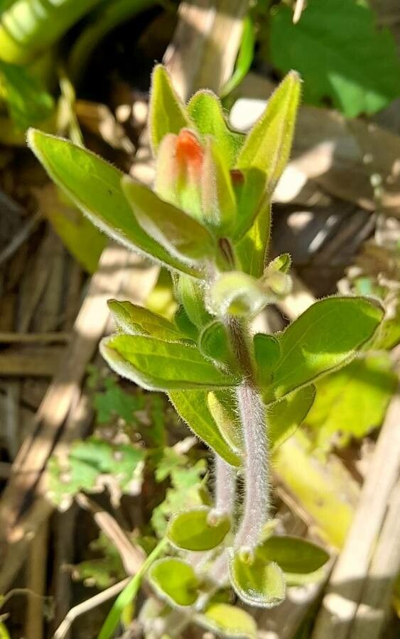 Castilleja arvensis — houseplant care guide
