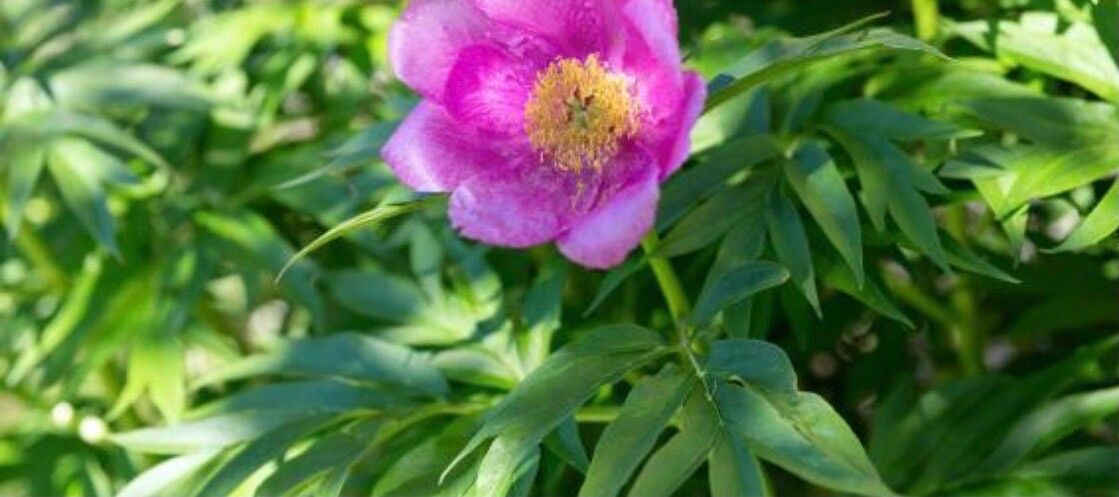 Paeonia anomala flower