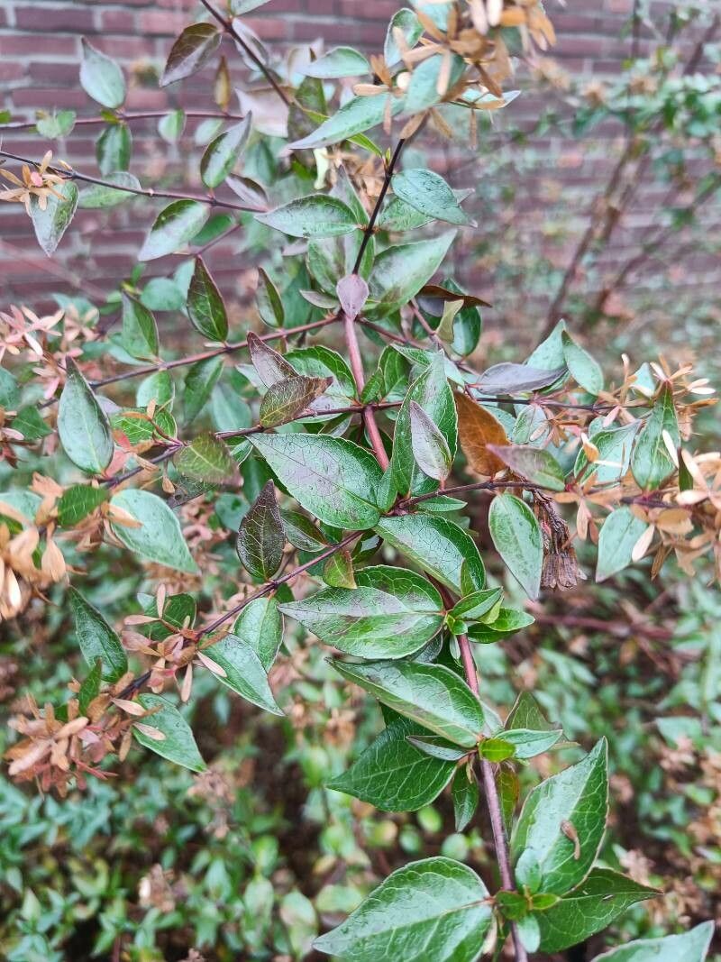 Zabelia biflora — pet friendly houseplant