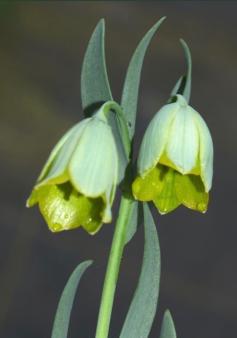Fritillaria bithynica — houseplant care guide