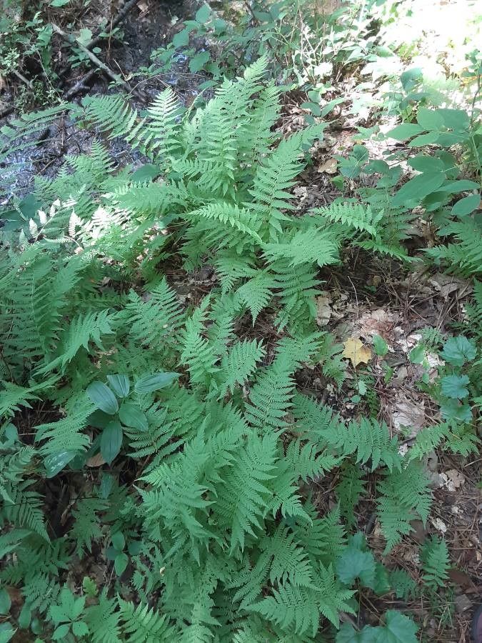 Thelypteris noveboracensis habit