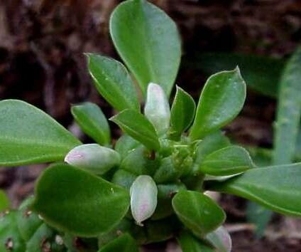 Euphorbia schubei flower