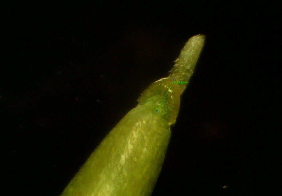 Vulpia unilateralis leaf