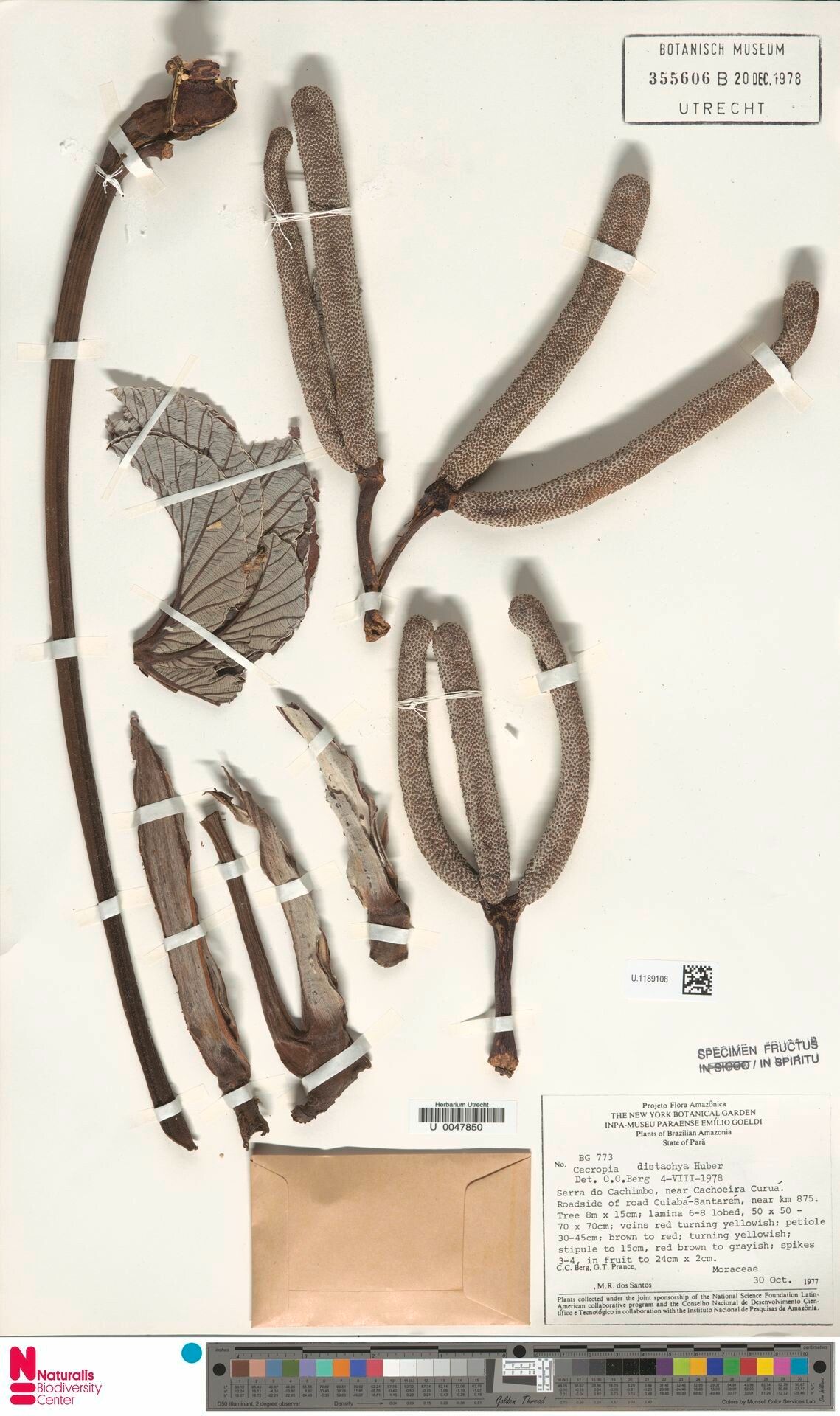 Cecropia distachya fruit