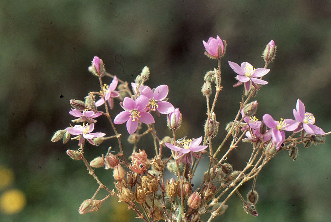 Spergularia heldreichii other