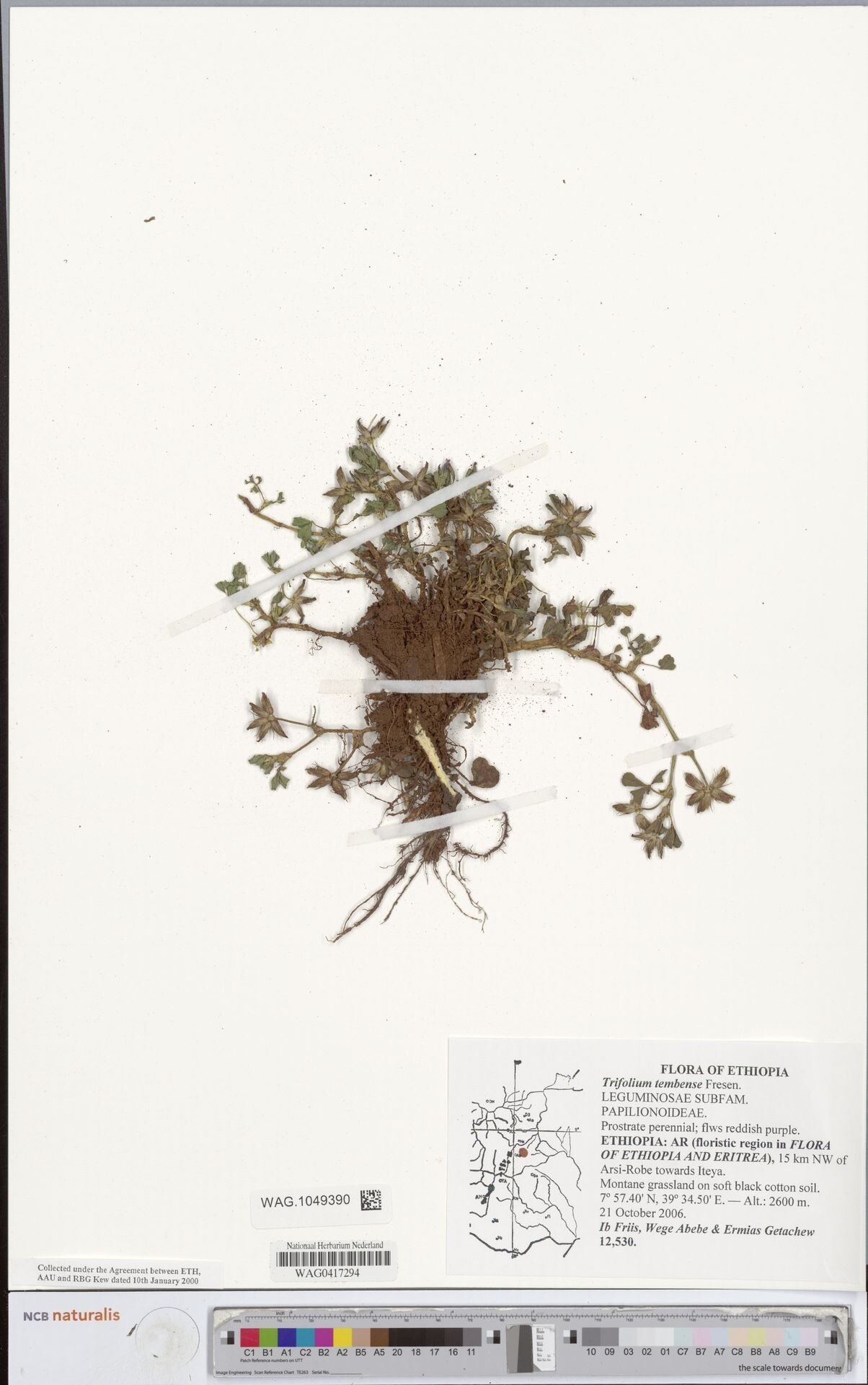 Trifolium tembense — houseplant care guide