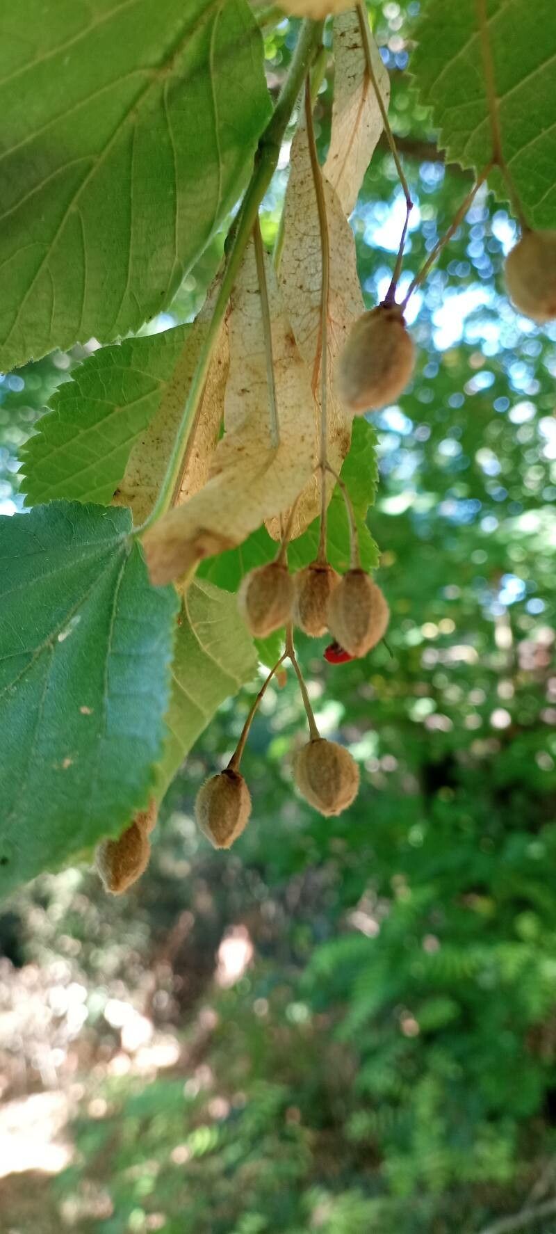 Tilia dasystyla fruit