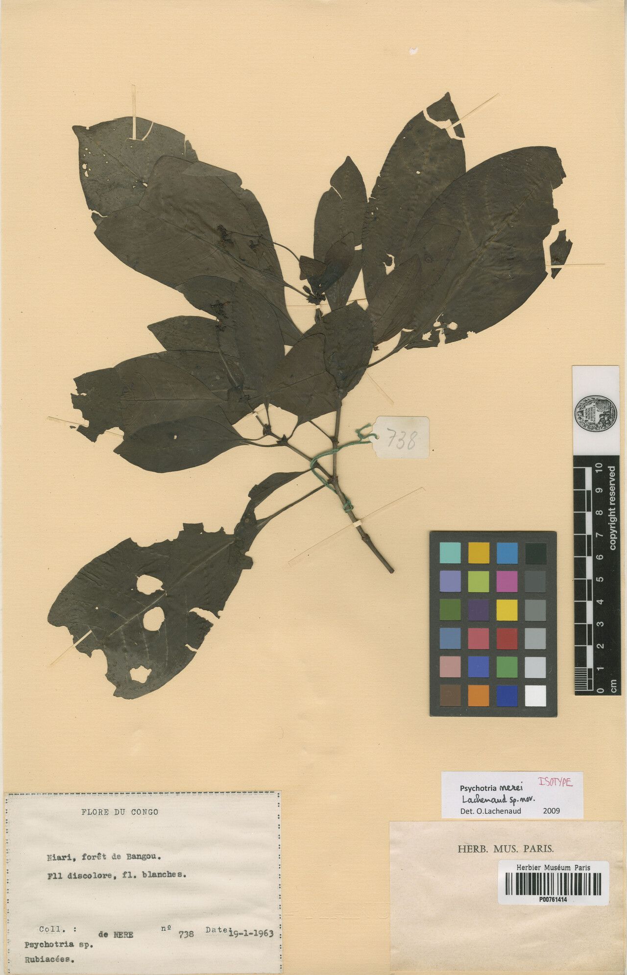 Psychotria nerei — houseplant care guide