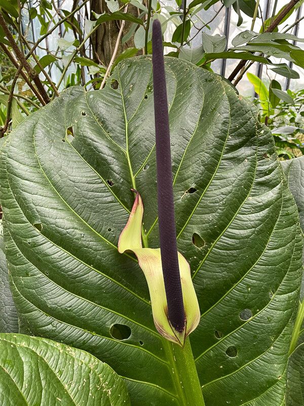 Anthurium bonplandii flower