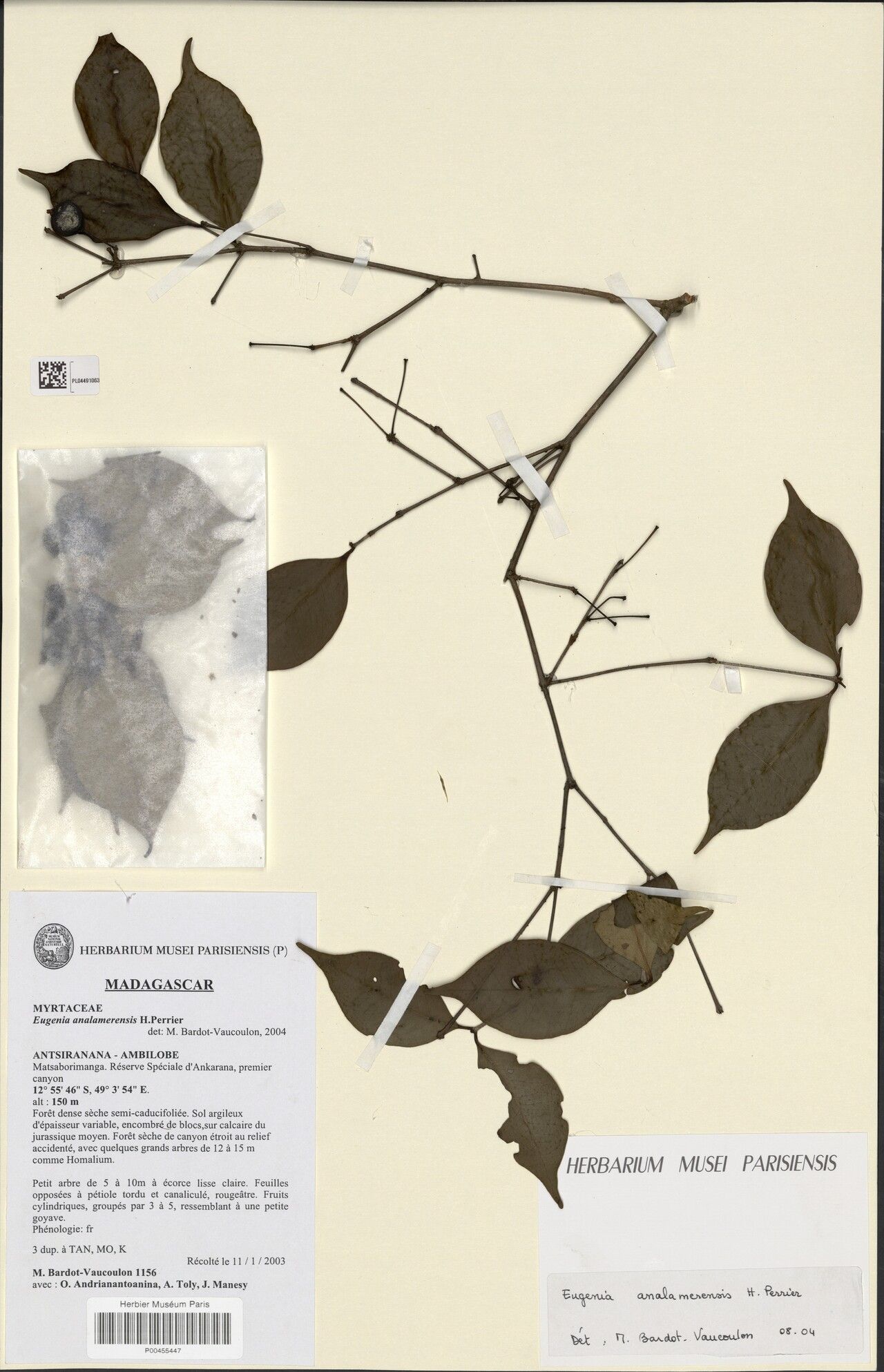 Eugenia analamerensis — houseplant care guide