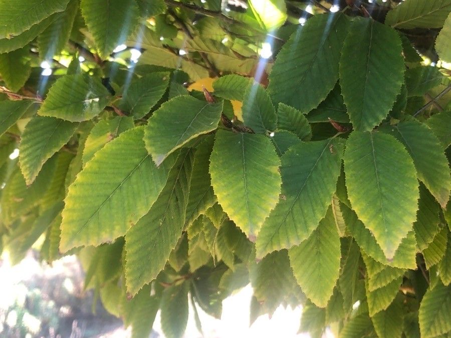 Carpinus japonica — search result for 'Carpinus'