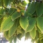Carpinus japonica