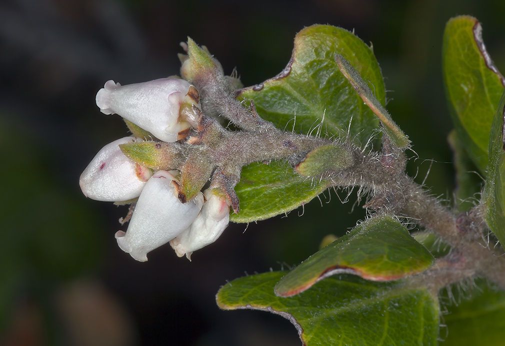 Arctostaphylos tomentosa flower