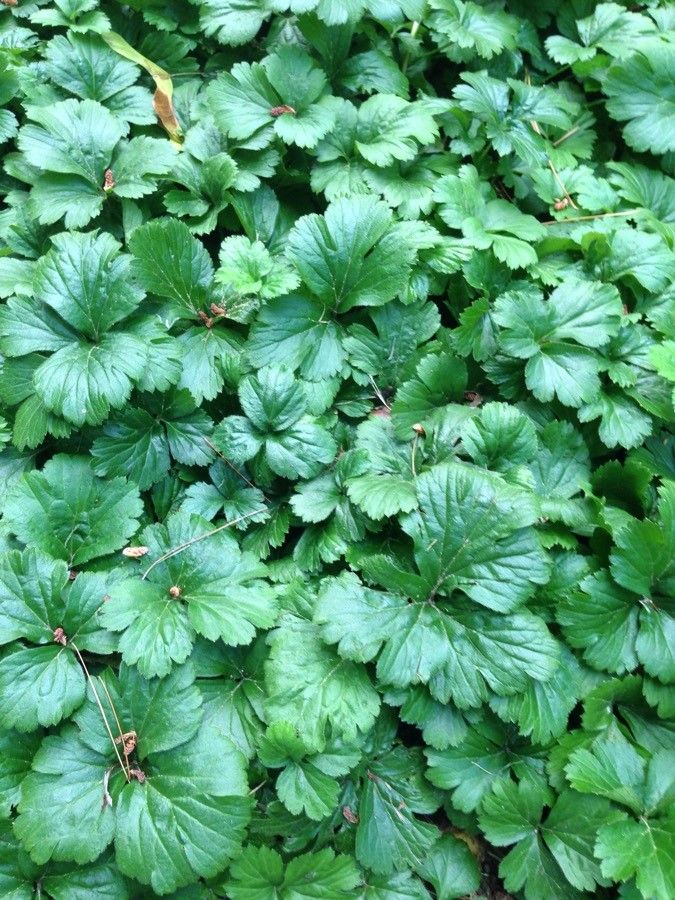 Waldsteinia fragarioides — search result for 'Potentilla'