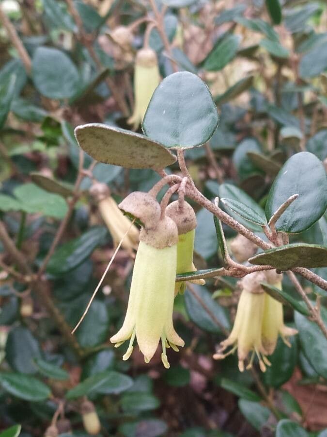 Correa backhouseana flower