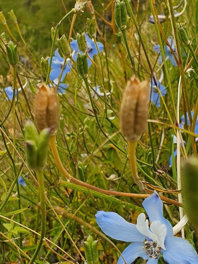 Delphinium leroyi fruit
