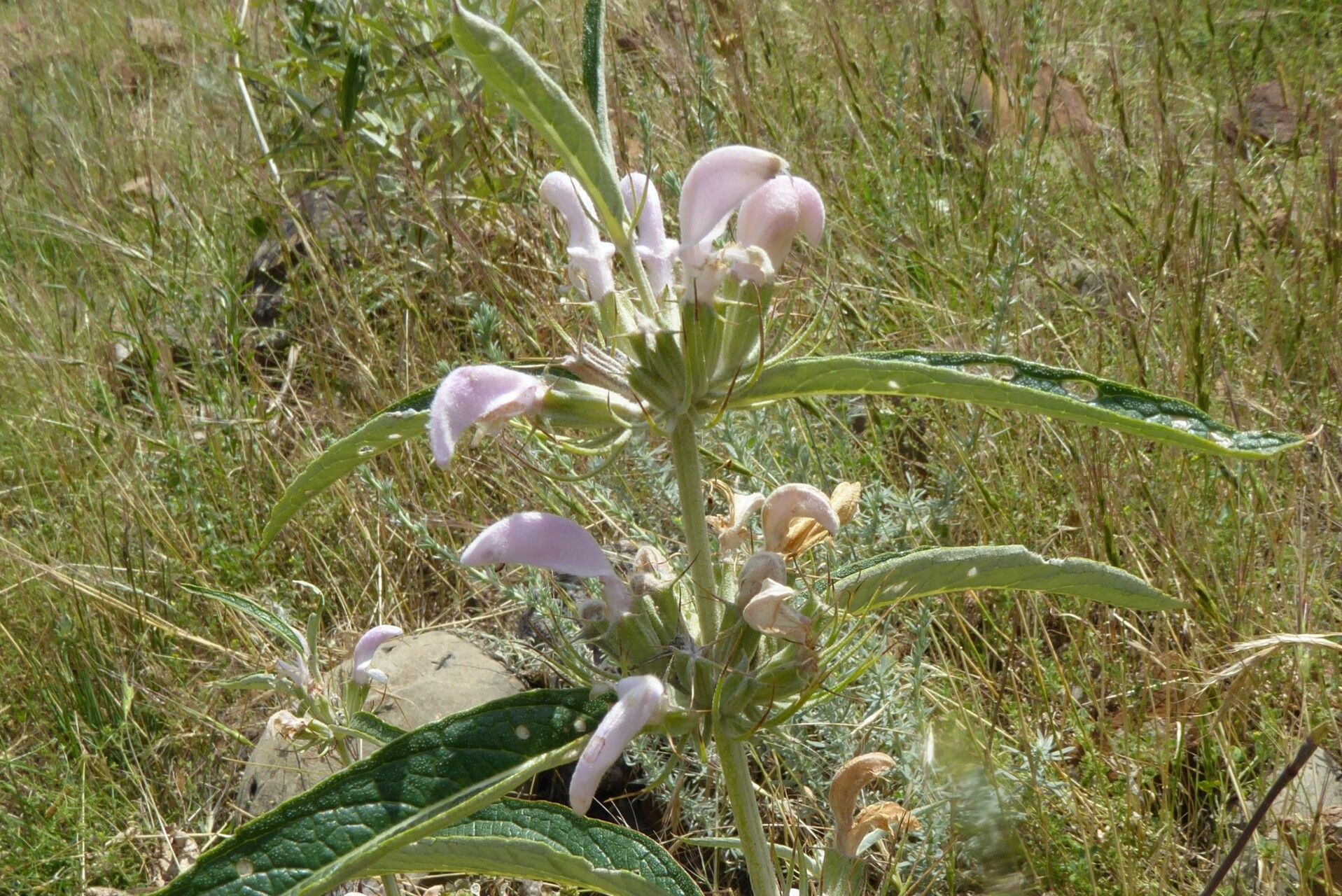 Phlomis hypoleuca flower