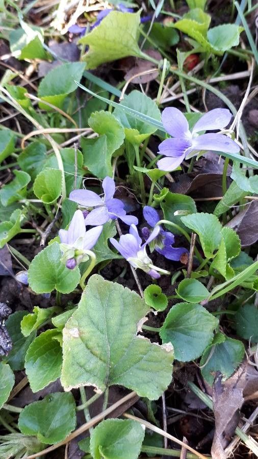 Viola hirta leaf