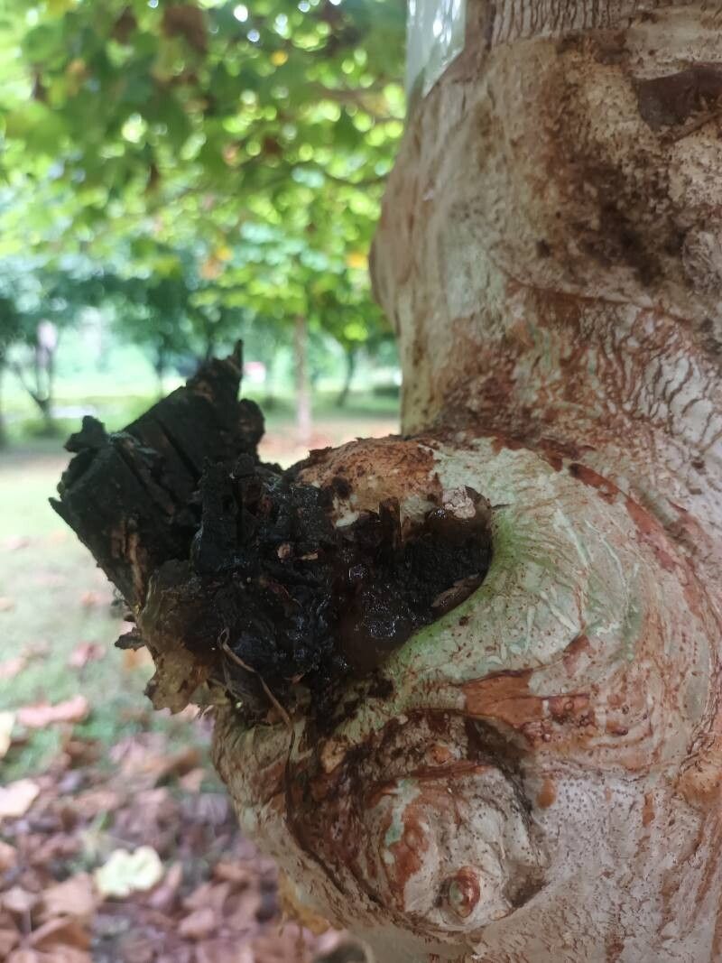 Sterculia urens bark